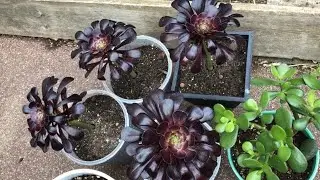 Boutures aeonium #3 aeonium #