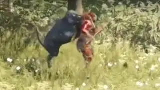 Far cry primal black Rare lion takedown