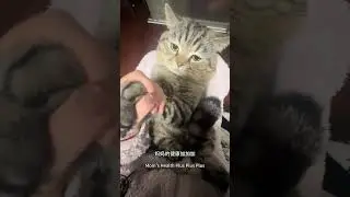 Mom Mom plus plus#Cute little cat#Cute pet videos