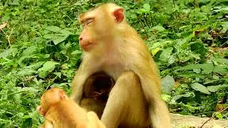 Oh no not your milk, Jimmy! Baby monkey Jimmy steal sucking Libby milk with brave no scare Libby