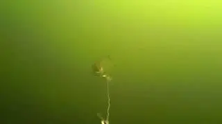 Underwater salmon strike on Vk baitholder
