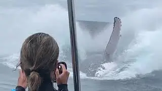 Massive humpback whale breaching in slow motion