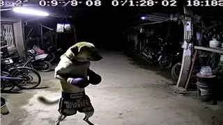 unusual memes compilation v31