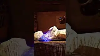 #pubgmobile #phaero#attitude 😯😏#shorts #viral #shorts #shorts #viral