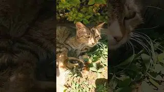 Sleepy homeless tabby cat😍😍😍 #shorts #tabbycat #sleepycat #catmeows