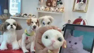 바늘하나로 만드는 반려동물주문