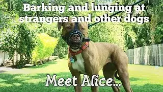 Meet Alice: Aggressive Barking, Growling, Lunging at Guests & Dogs Rehabilitation