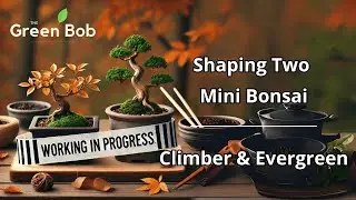 Pruning and Wiring Two Mini Bonsai: Climbing Plant & Evergreen Transformation