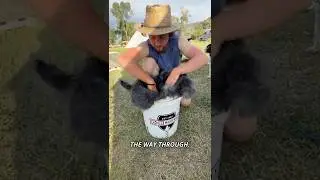 How to bark tan rabbit hides, part 2 #bushcraft #outdoors #survival #hunting #camping