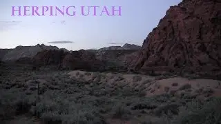 HERPING UTAH