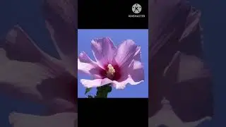 National flower's of other countries#viral#tranding#money #shorts#shortsfeed #status #korean #japan