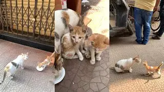27/1/26 Snowy Family 🐈 everyday new twist 😢 Japy 🐱 gone again 😢 he is worse than Chintoo 🐱 😿 