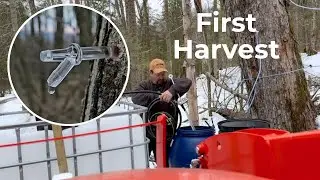 DIY Maple Syrup &ndash; First Harvest