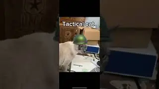 Tactical cat #cat#funny#ytshorts#funnycat#funnyvideo#meme#memes#youtubeshorts