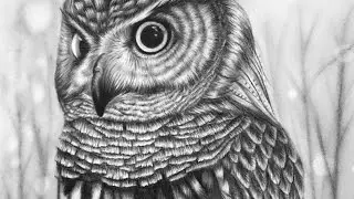 Owl - Time Lapse Drawing #2