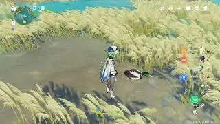 Genshin Impact - Pathetic duck in shallow water....
