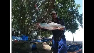 Merawai ikan duri