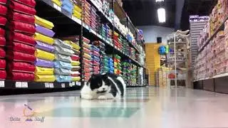 The remote control mouse - The toy for pet cat