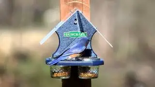 Duncraft Mealworm Delight Bird Feeder