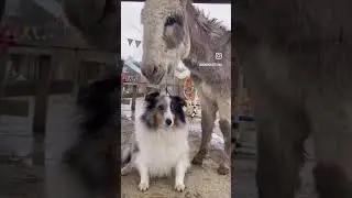 SHETLAND SHEEPDOD
