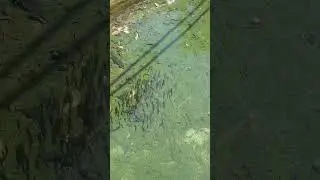 Baby Fish In Fresh Water #fish #water #nature #nepal