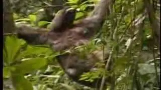 Bradypus variegatus three-toed Sloth
