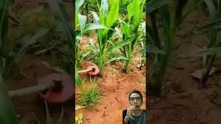 Agricultural~AMAZING #farmingfun#shorts