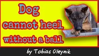 What to do when a dog cannot heel without a ball - by Tobias Oleynik