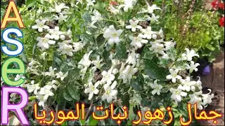 زهور نبات الموريا ورائحتها الفواحه
