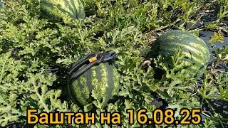 Баштан на 16.08.25