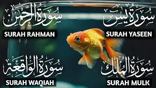 Recitation of Surah Yaseen, Surah Rahman, Surah Waqiah, Mulk ep 00443 #qurantilawat