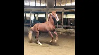 Rocking Horse Canter On A Lunge Line - Kentucky Mountain Horse -Wyatt- Gaited Horse Training