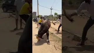 Jai gau Mata #trending #gaumata #shortsfeed #shortsviral #shorts #indiancow