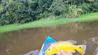 Lagoa encheu os amarelo começou aparecer - pescaria 