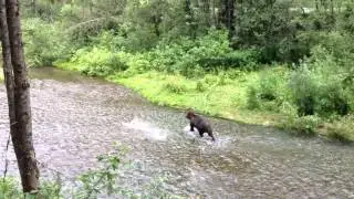 grizzly probeert zalm te vangen.