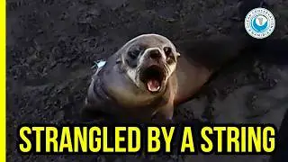 This Seal Wouldn&rsquo;t Have Survived Without OCN's help