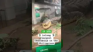 🐊 Lolong 🐊 Largest Alligator in the Philippines 🇵🇭 #crocodile #crocodiles #philippines