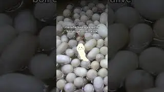 Just&nbsp;1&nbsp;pound of silk means 3,000 silkworms die.