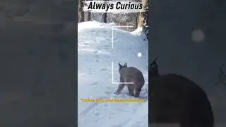 Always curious#wildlife#lynx#curiosity#animalbehavior#ytshorts #forestlife #morningvibes