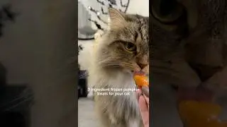This is your sign to make frozen pumpkin treats for your cat 🎃 #cat #catshorts #homemadetreats