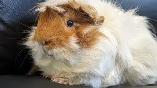 Rootie Bootie Is The Best Guinea Pig
