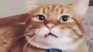 Cat surprised to hear its adopted