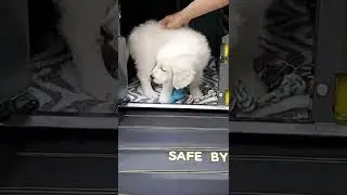 Tails love his Mimsafe VarioCage! Golden retriever puppy#travelsafe#goldenretriever#puppylove#love