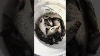 Catching the Best Catfish bait‼️ #fishing #catfishing #shorts