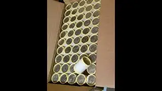 9 Box Half Dollar Hunt AFSP Perk Hunts Saturday Oct 18th, 1:15 PM Central