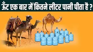 How much water does a camel drink at a time? | Unknown Facts | Facts Adda