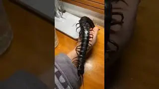 Shocking animal Transformation!