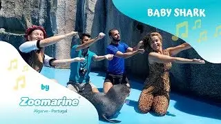 Baby Shark | Zoomarine Algarve | Sing & Dance |
