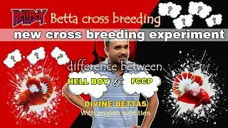 HELLBOY Cross Breeding|Difference between Hellboy & FCCP|Cross breeding results|Divine Bettas