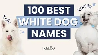 100 Best White Dog Names for Every Personality